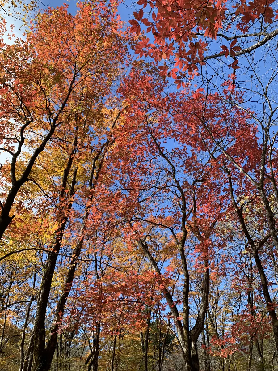 メグスリノキ - 日光植物園 - Acer maximowiczianum