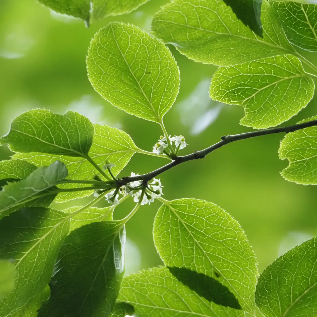 アオハダ - 日光植物園 - Ilex macropoda