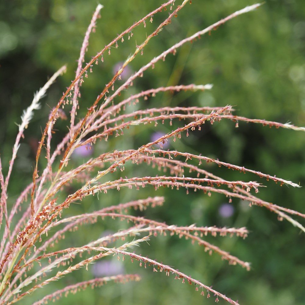 ススキ - 日光植物園 - Miscanthus sinensis