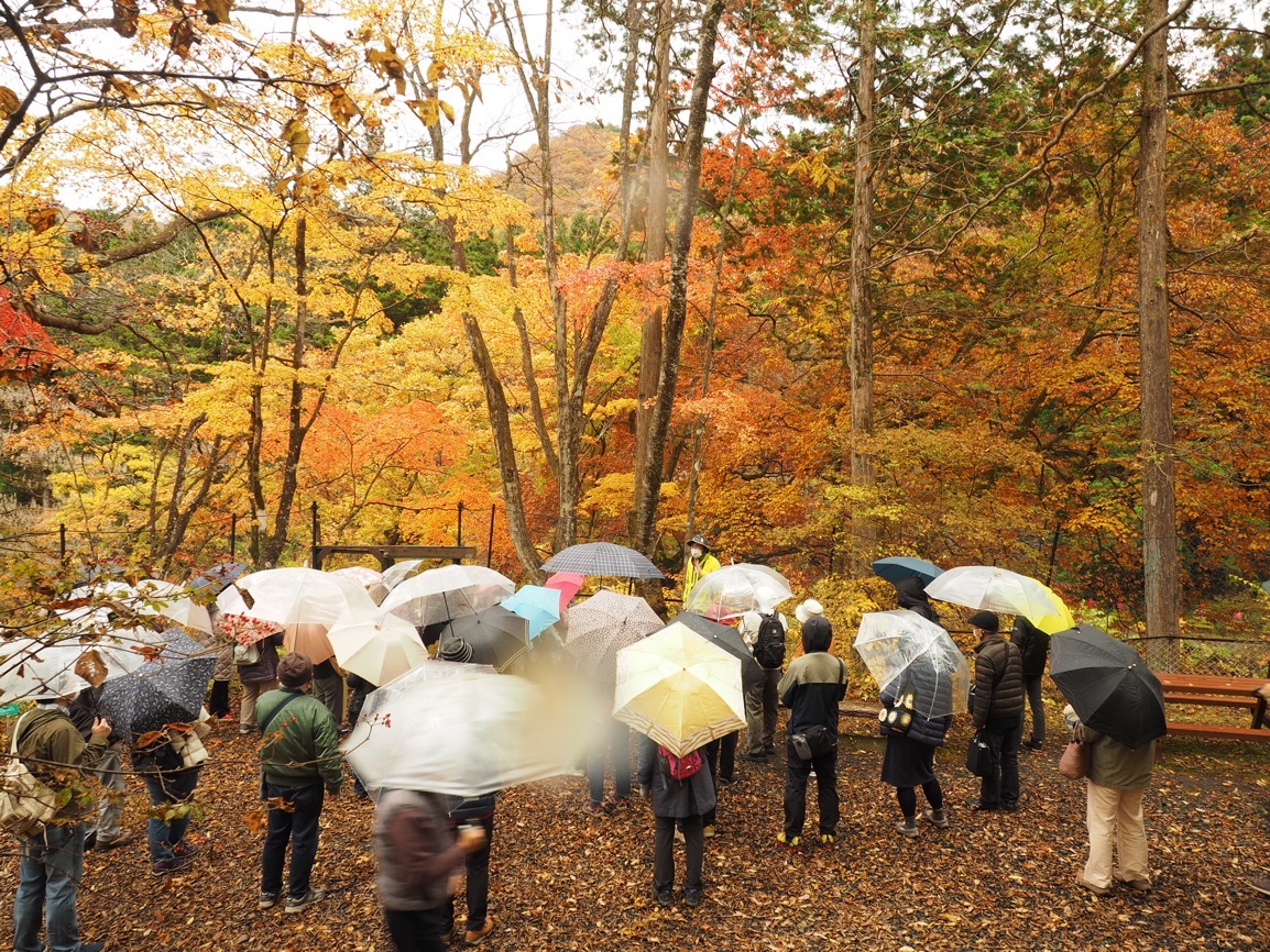 日光植物園の紅葉